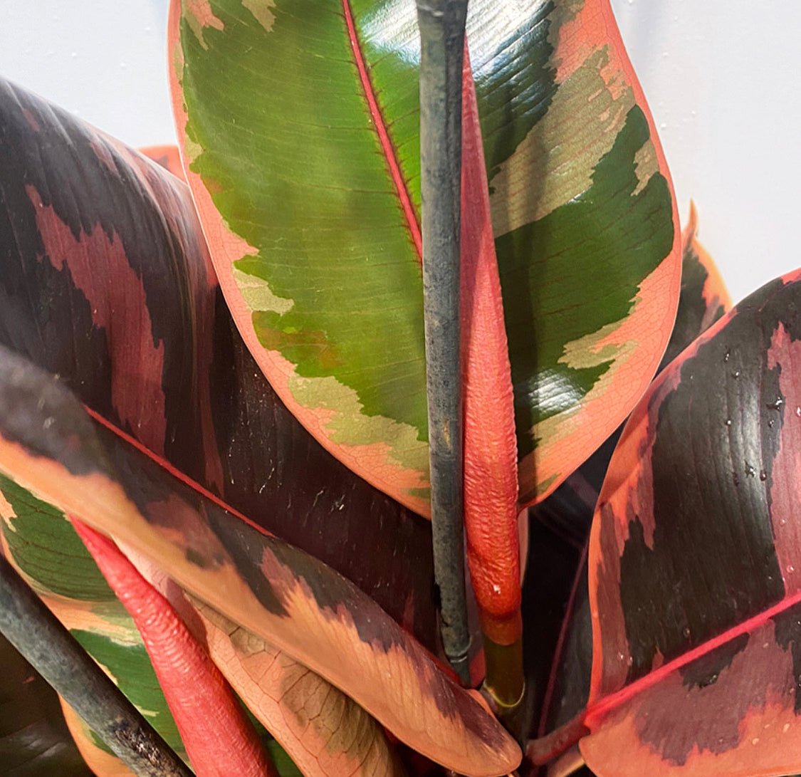 Ficus elastica 'Ruby' - The Plant Lady SF