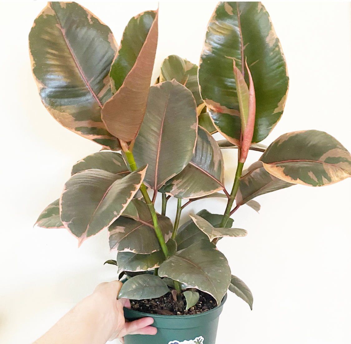 Ficus elastica 'Ruby' - The Plant Lady SF