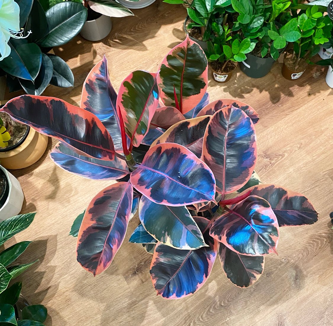 Ficus elastica 'Ruby' - The Plant Lady SF