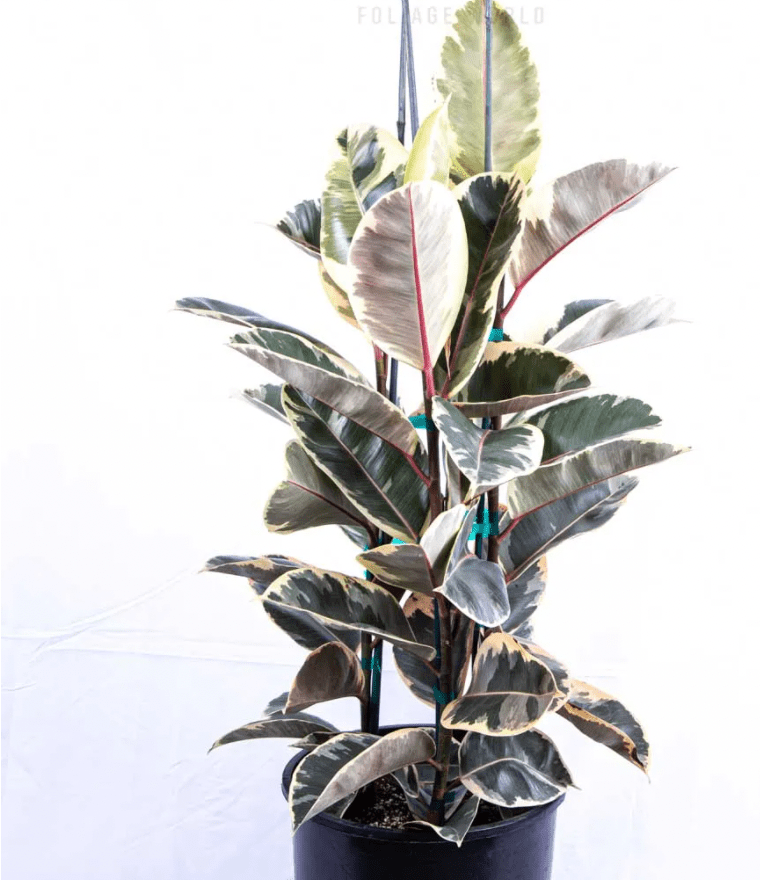 Ficus elastica 'Tineke' - The Plant Lady SF