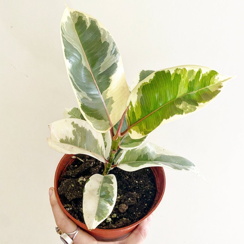 Ficus elastica 'Tineke' - The Plant Lady SF