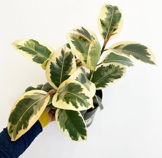 Ficus elastica 'Tineke' - The Plant Lady SF