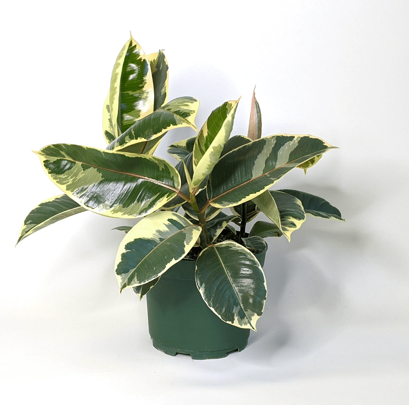 Ficus elastica 'Tineke' - The Plant Lady SF