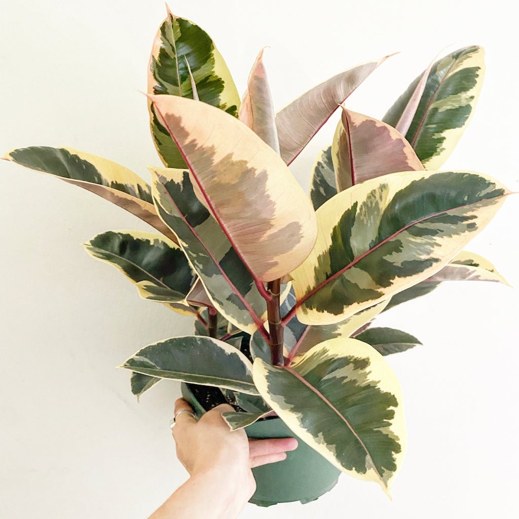 Ficus elastica 'Tineke' - The Plant Lady SF