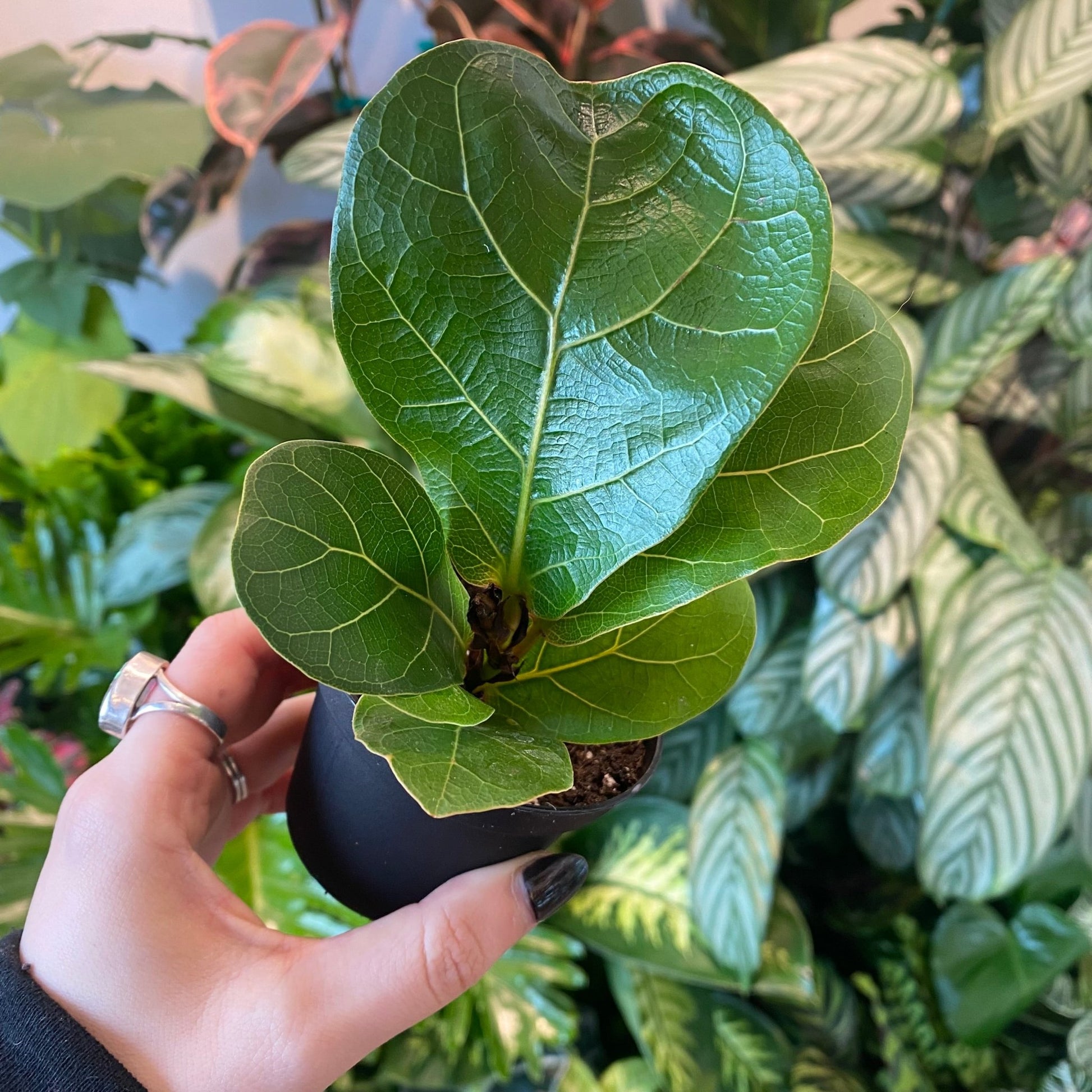 Ficus lyrata (Fiddle Leaf Fig) - The Plant Lady SF