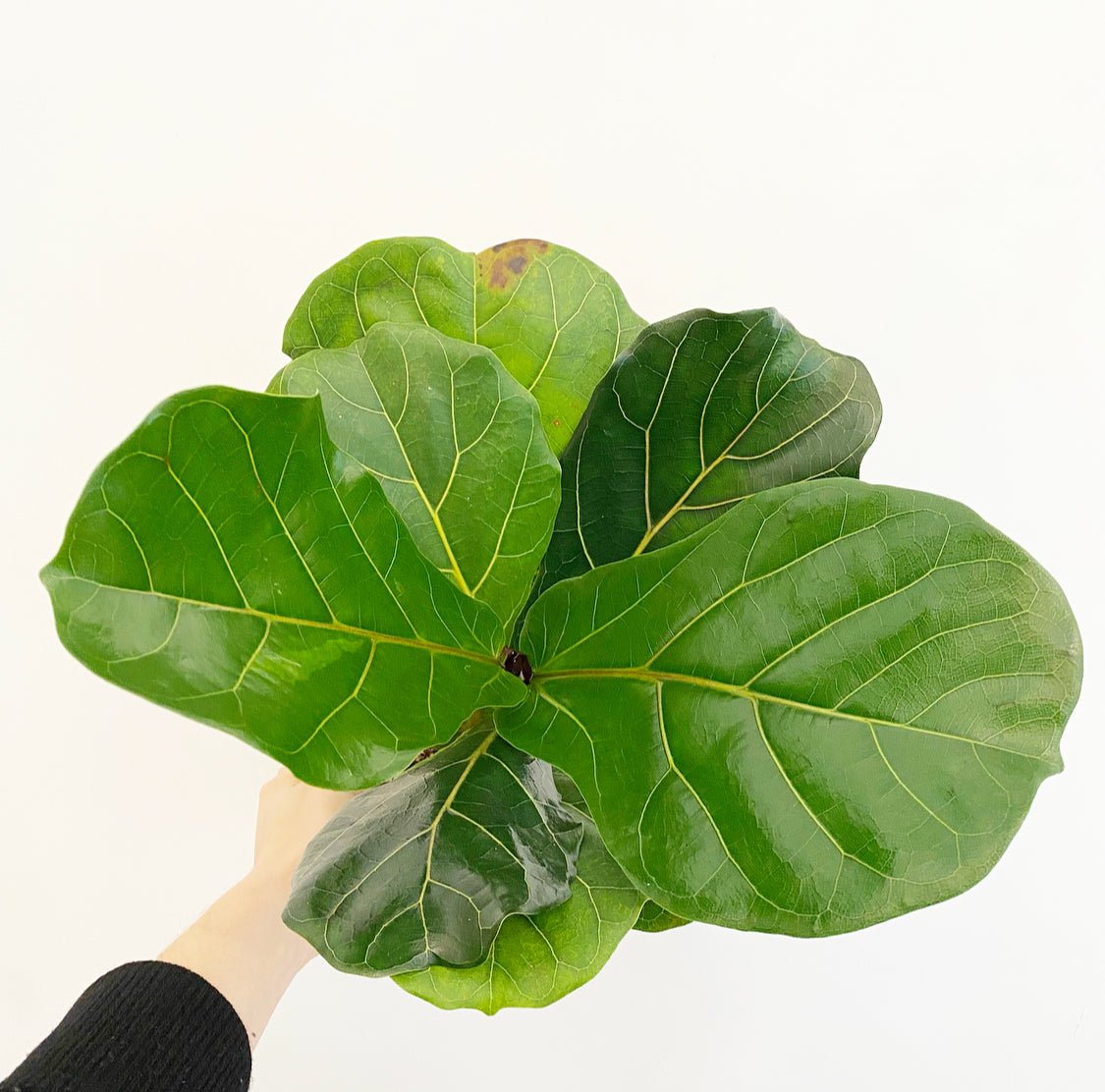 Ficus lyrata (Fiddle Leaf Fig) - The Plant Lady SF