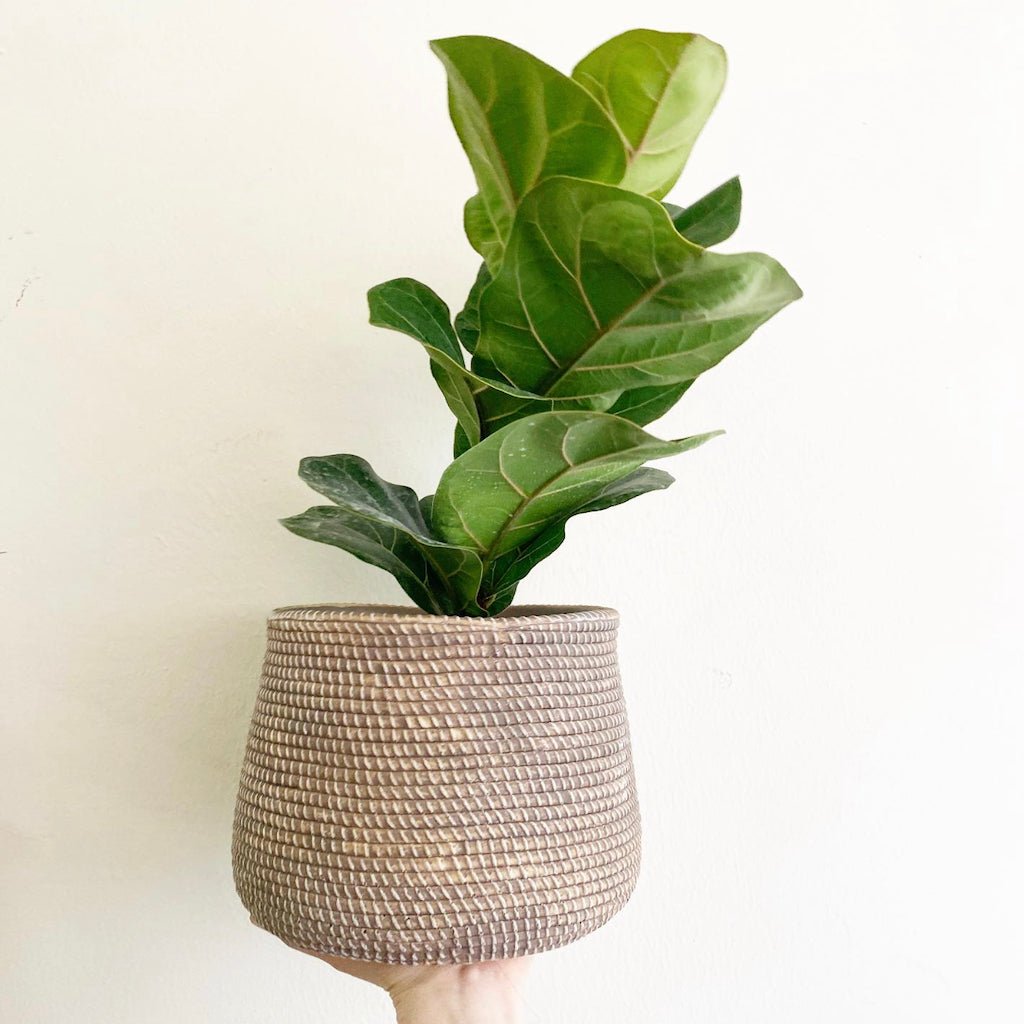 Ficus lyrata (Fiddle Leaf Fig) - The Plant Lady SF
