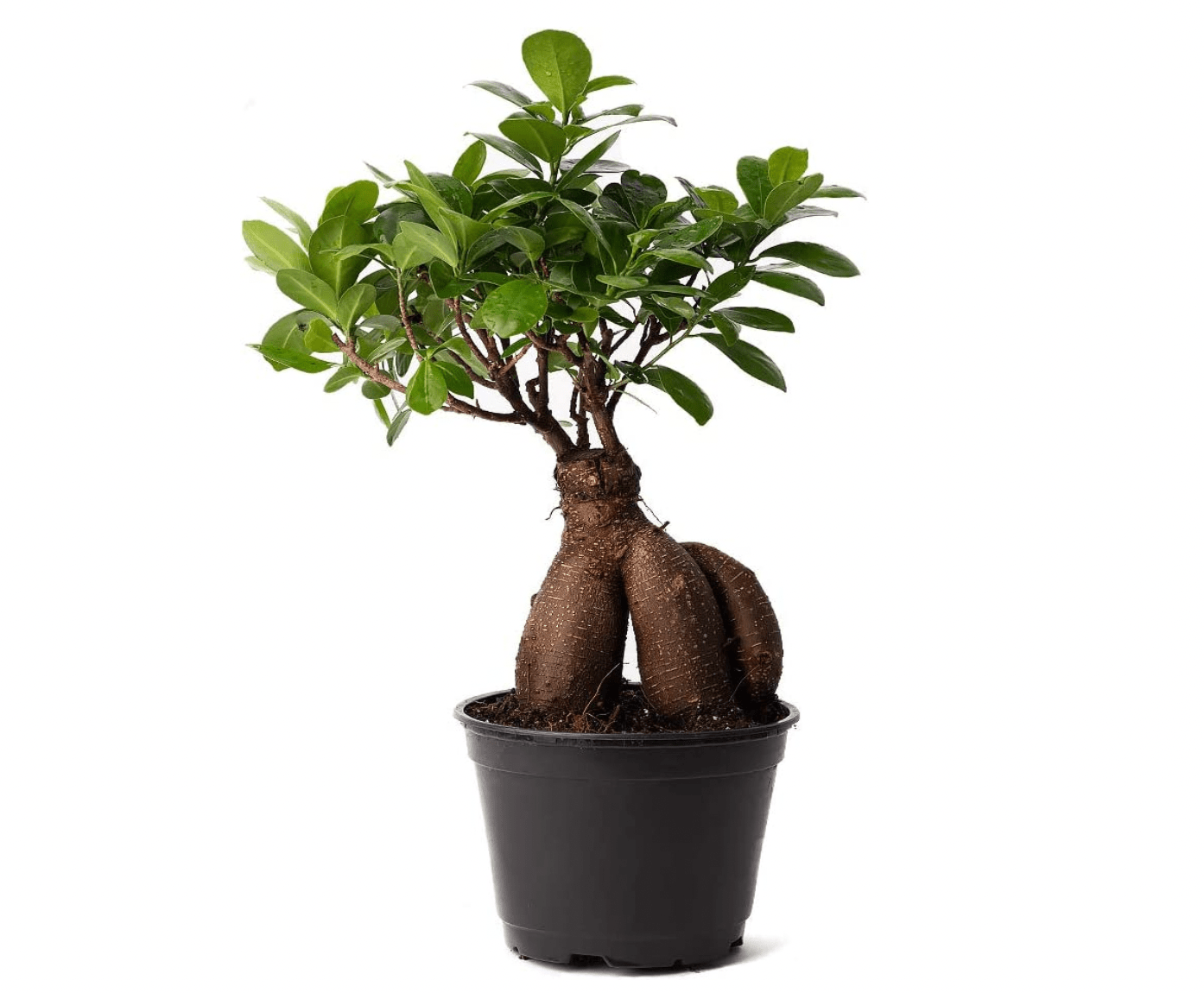 Ficus microcarpa 'Ginseng' - The Plant Lady SF