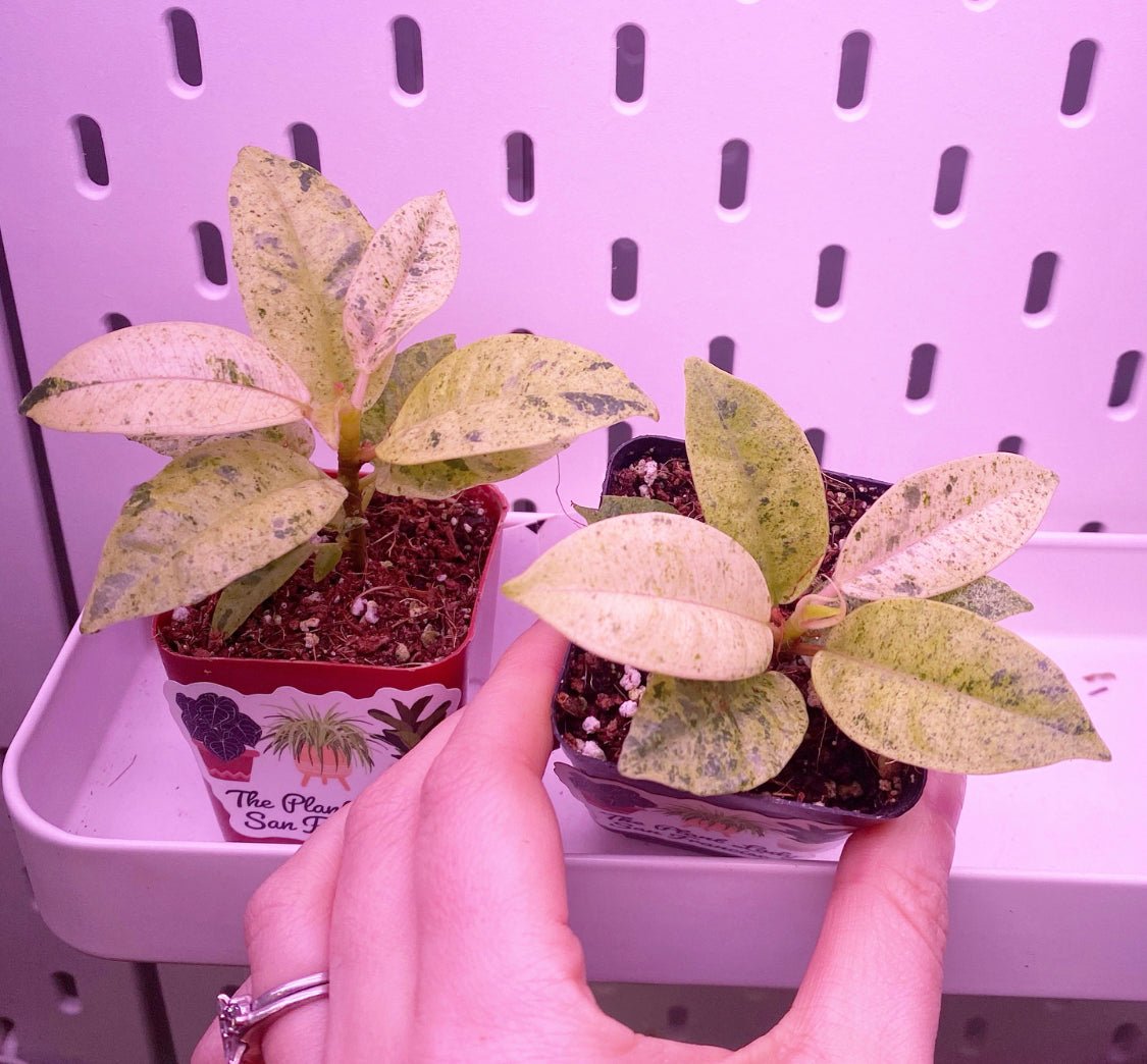 Ficus shivereana - The Plant Lady SF