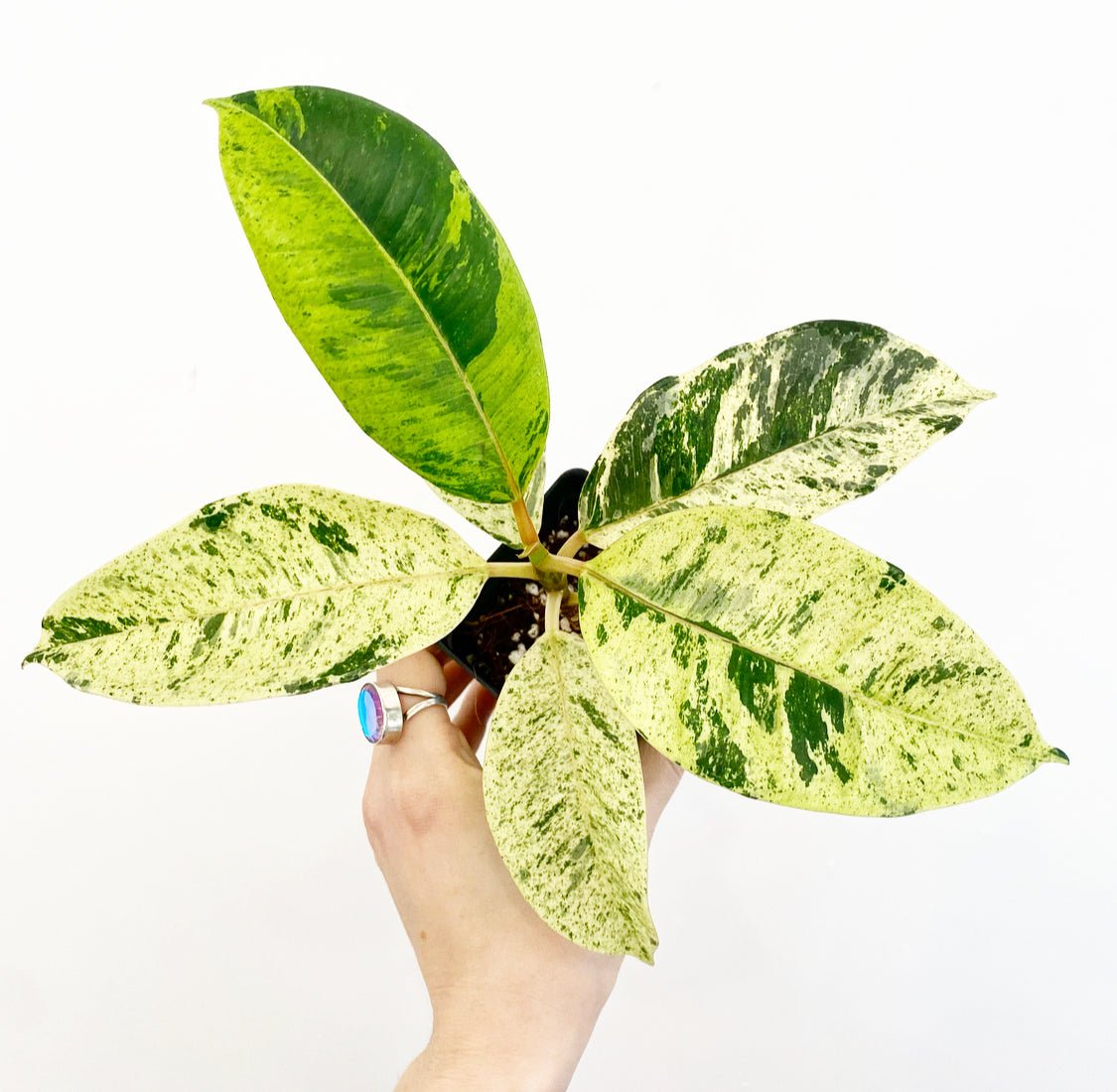 Ficus shivereana - The Plant Lady SF