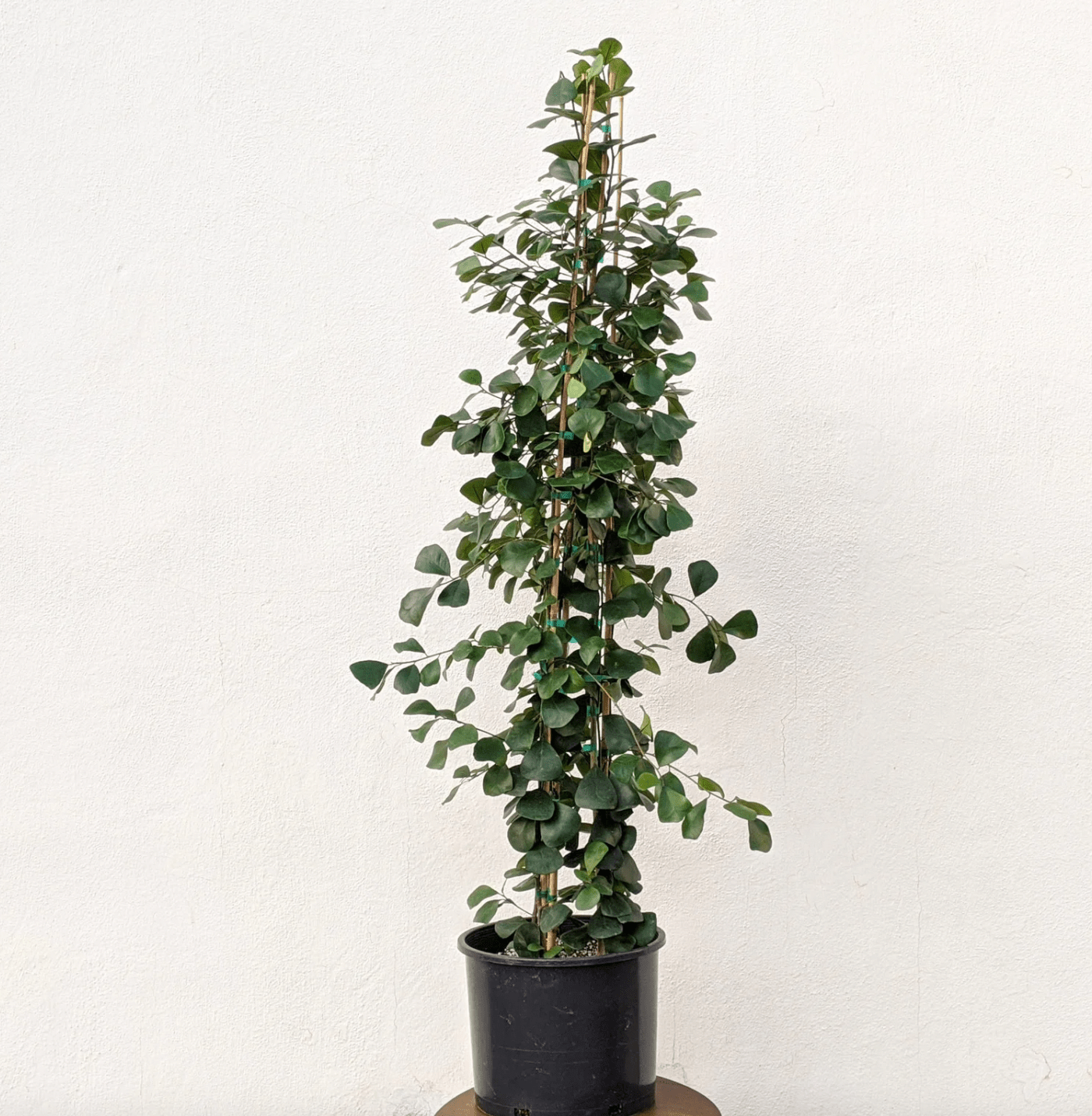 Ficus triangularis - The Plant Lady SF