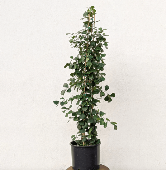 Ficus triangularis - The Plant Lady SF