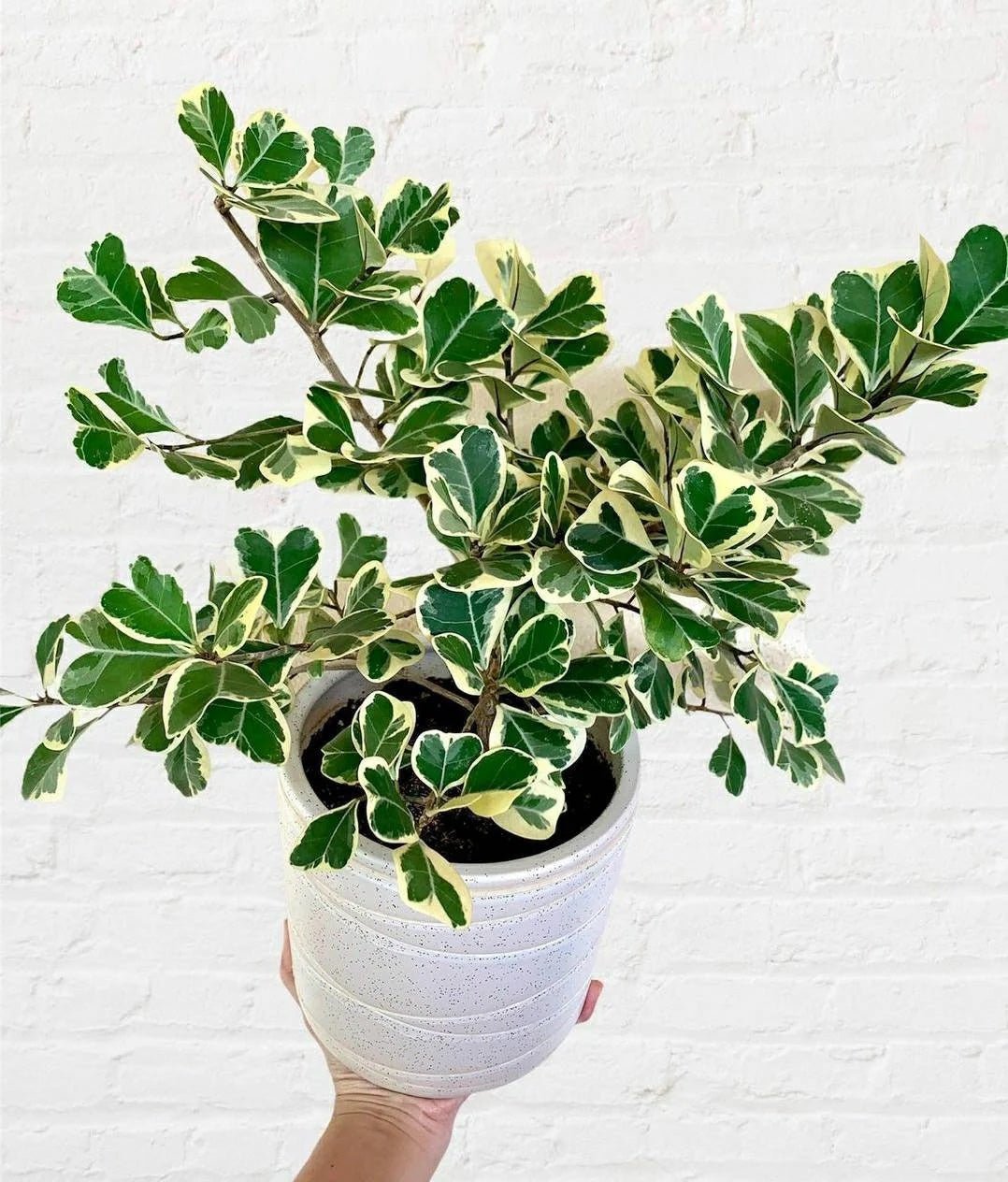 Ficus triangularis 'Variegata' - The Plant Lady SF