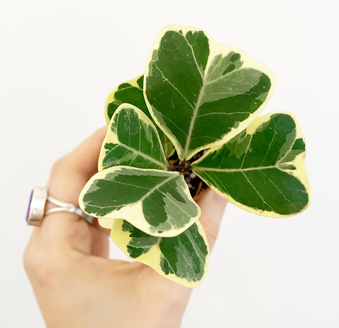 Ficus triangularis 'Variegata' - The Plant Lady SF