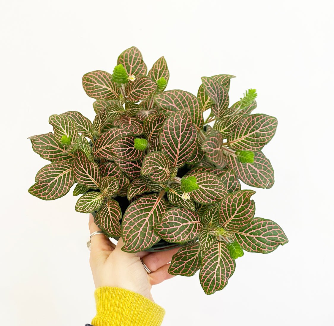 Fittonia "Pink" - The Plant Lady SF