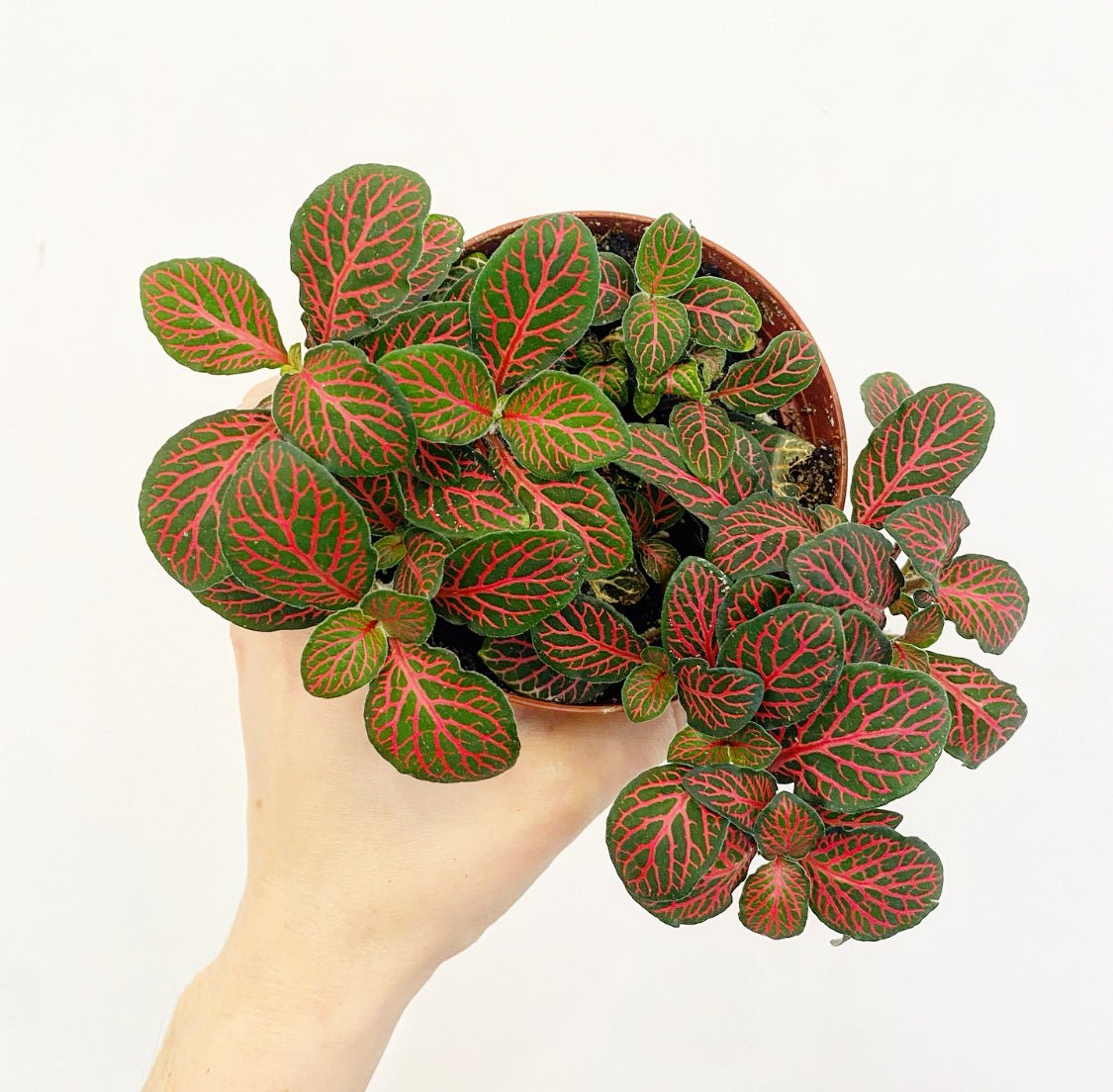 Fittonia "Pink" - The Plant Lady SF
