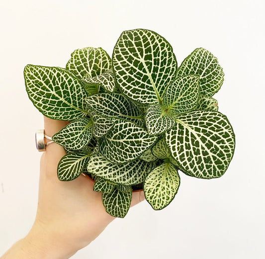 Fittonia ‘Superba’ - The Plant Lady SF