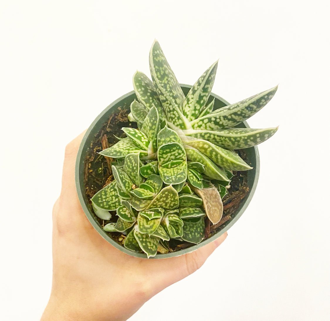 Gasteria (Assorted Sp.) - The Plant Lady SF