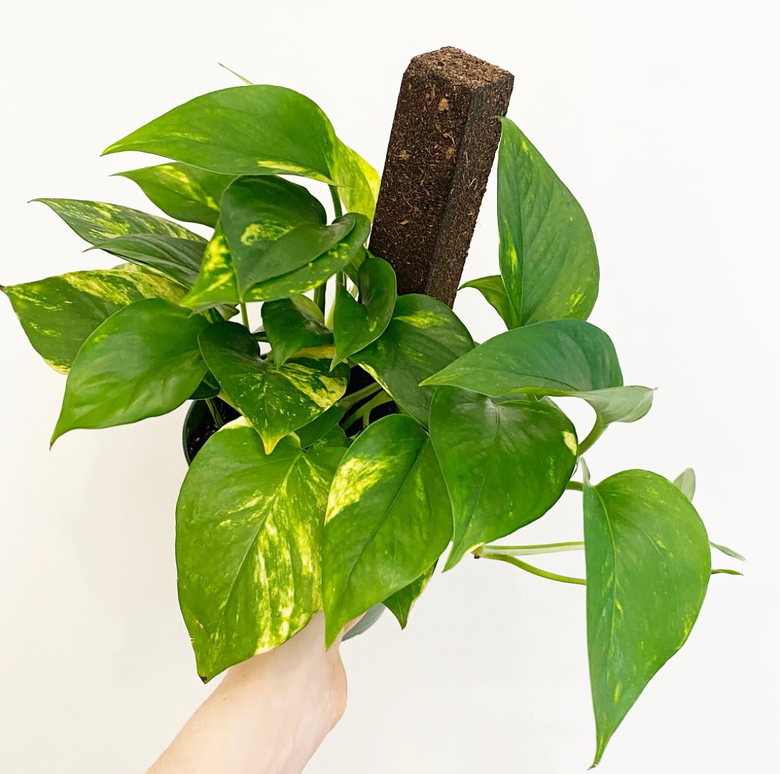 Golden Pothos (Epipremnum aureum) - The Plant Lady SF