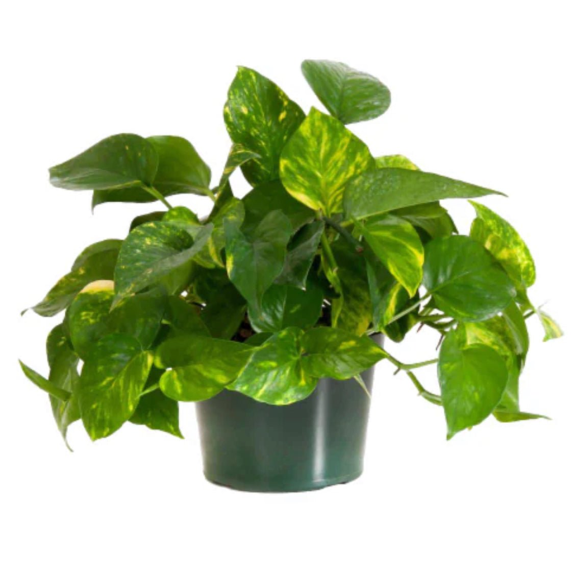 lush golden pothos Golden Pothos (Epipremnum aureum) – The Plant Lady SF
