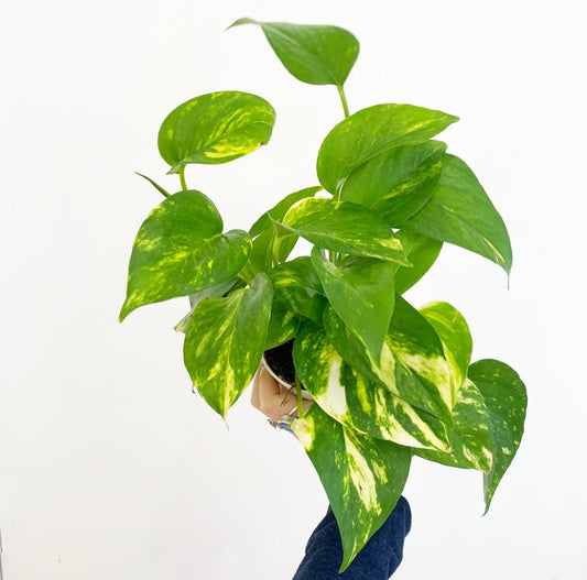 Golden Pothos (Epipremnum aureum) - The Plant Lady SF