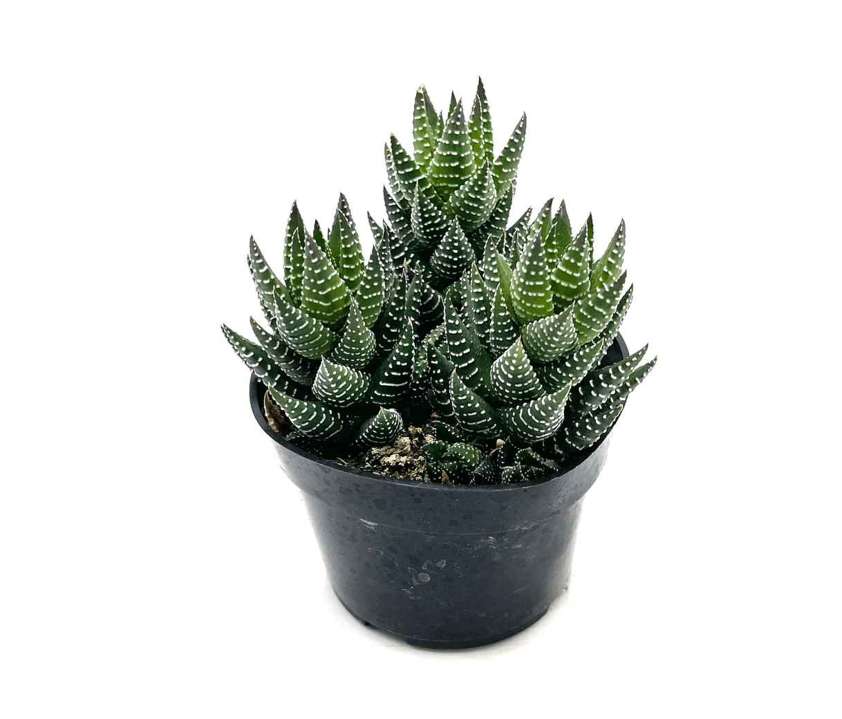 Haworthia conspicua - The Plant Lady SF