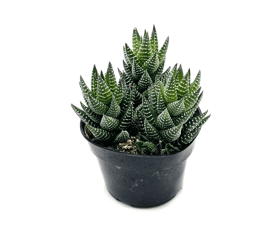 Haworthia conspicua - The Plant Lady SF