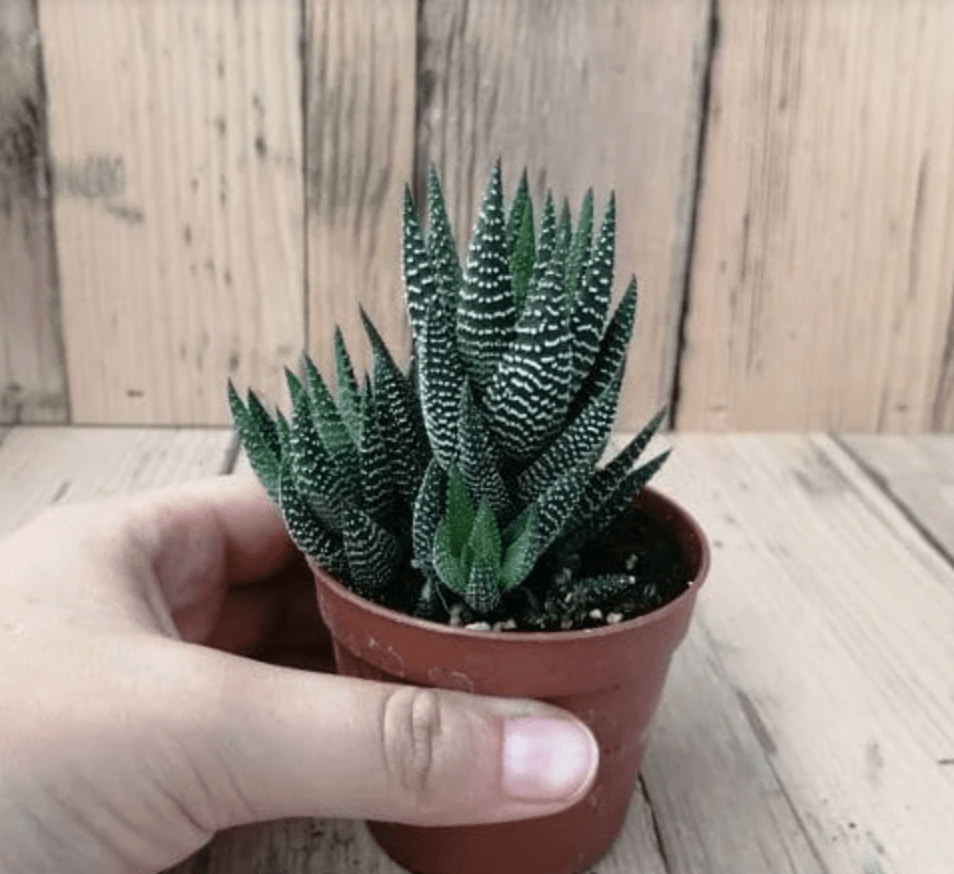 the succulent lady Haworthia conspicua – The Plant Lady SF