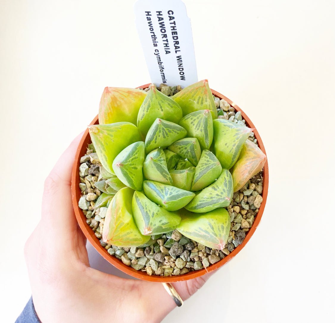 Haworthia cymbiformis (Cathedral Window Haworthia / Moon Haworthia) - The Plant Lady SF