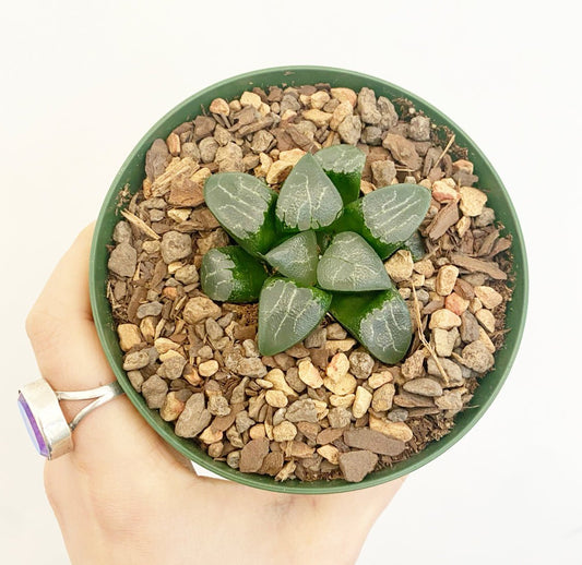 Haworthia retusa - The Plant Lady SF
