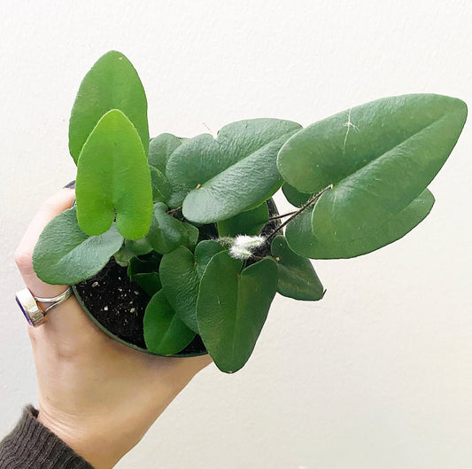 Heartleaf Fern (Hemionitis arifolia) - The Plant Lady SF