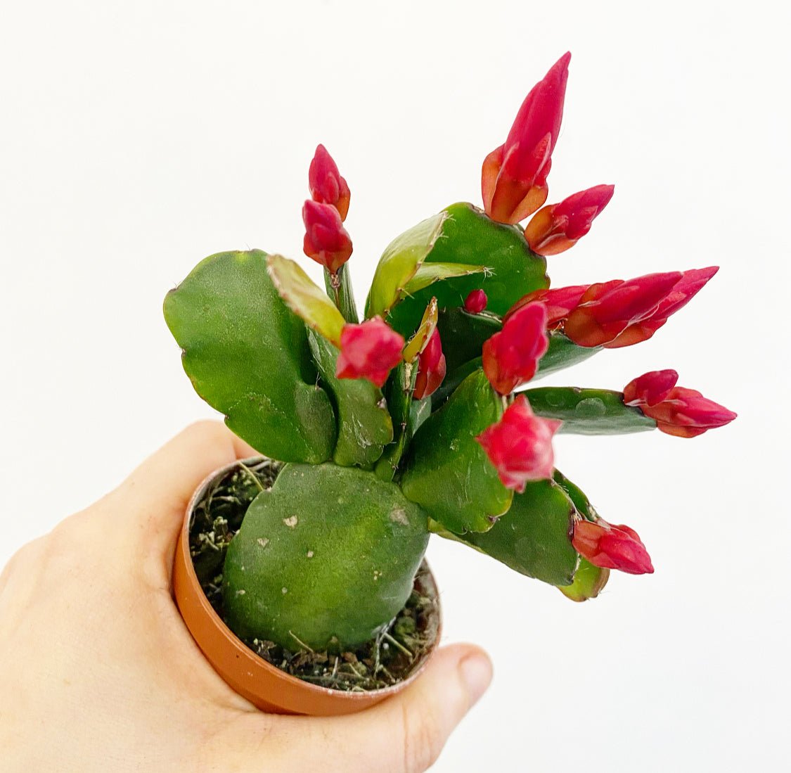 Holiday Cactus - The Plant Lady SF