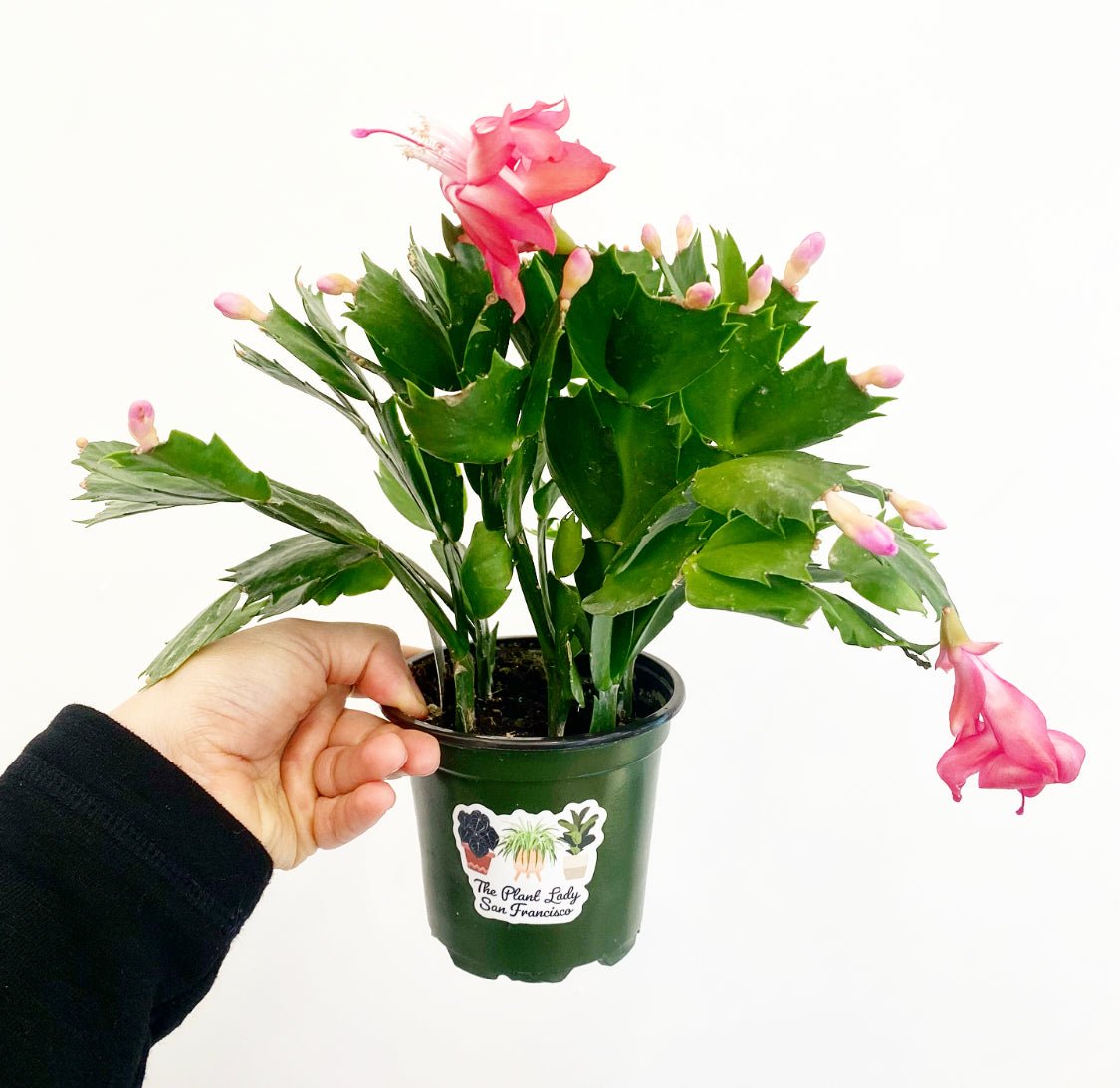 Holiday Cactus - The Plant Lady SF