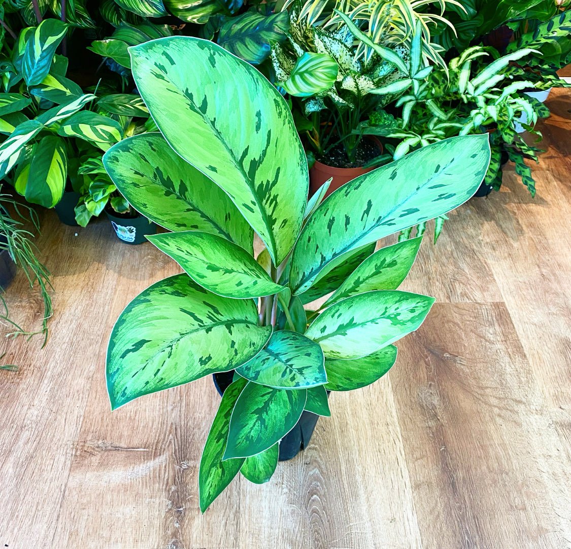 The Plant Lady SF Homalomena Selby