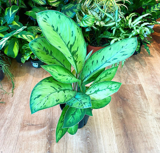 Homalomena 'Selby' - The Plant Lady SF