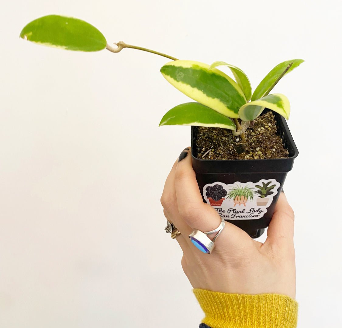 Hoya acuta albomarginata - The Plant Lady SF