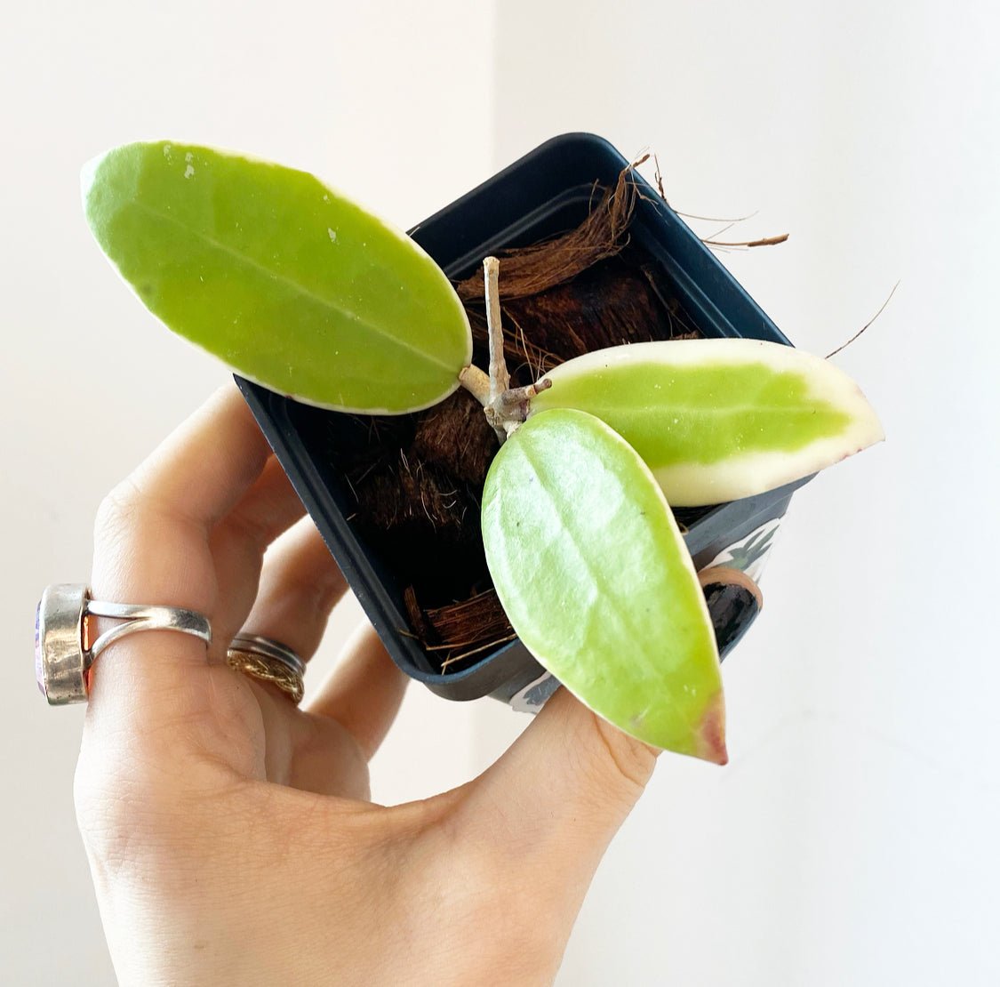 Hoya acuta albomarginata - The Plant Lady SF