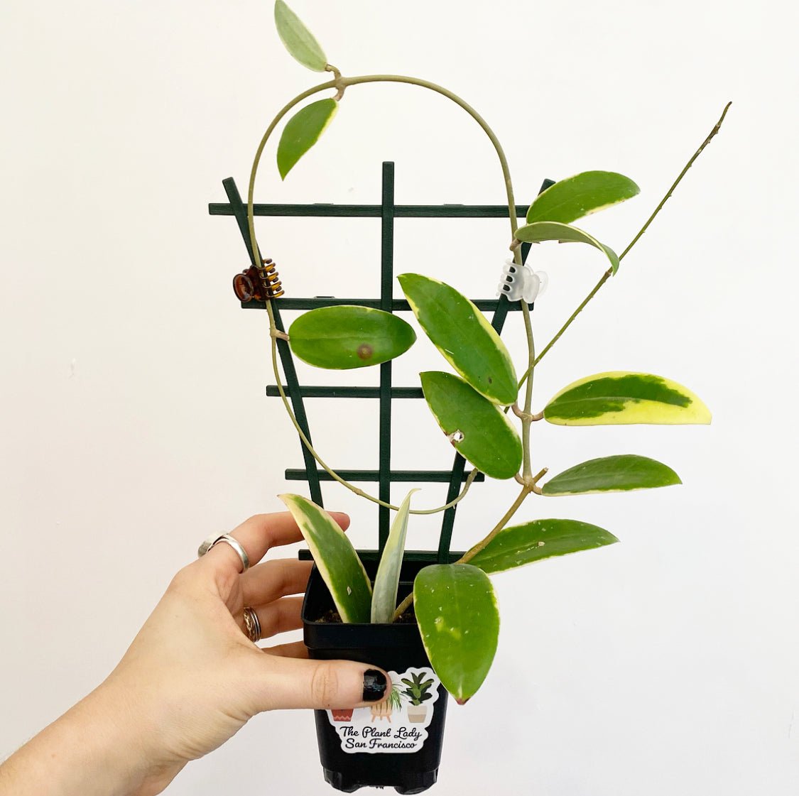 Hoya acuta albomarginata - The Plant Lady SF