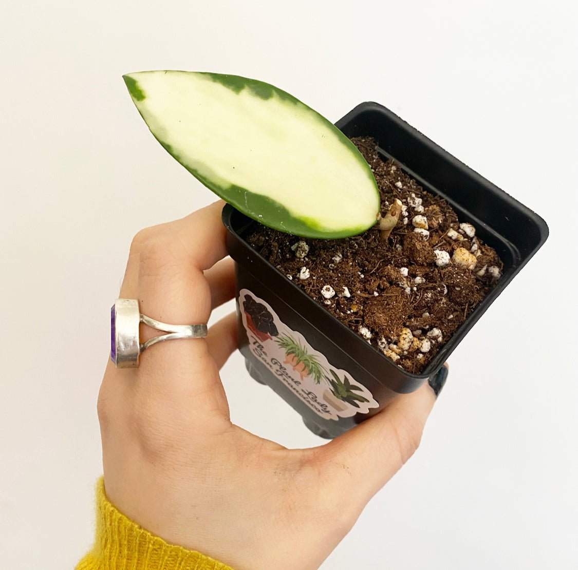 Hoya acuta ‘Inner Variegated’ - The Plant Lady SF