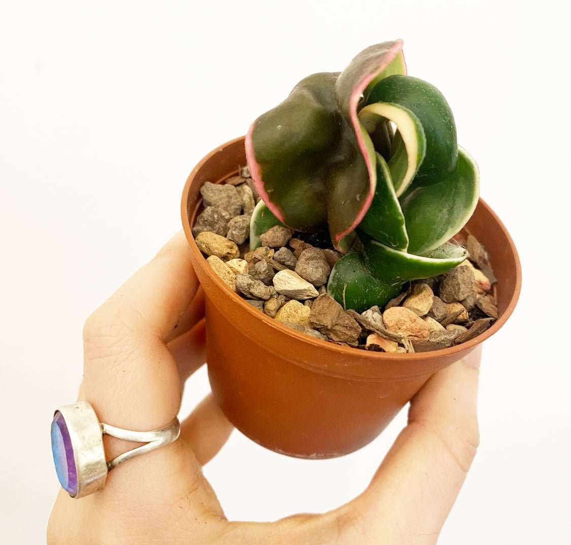 succulent rope plant Hoya carnosa 'Compacta Variegata' AKA variegated Hindu Rope Plant – The Plant Lady SF