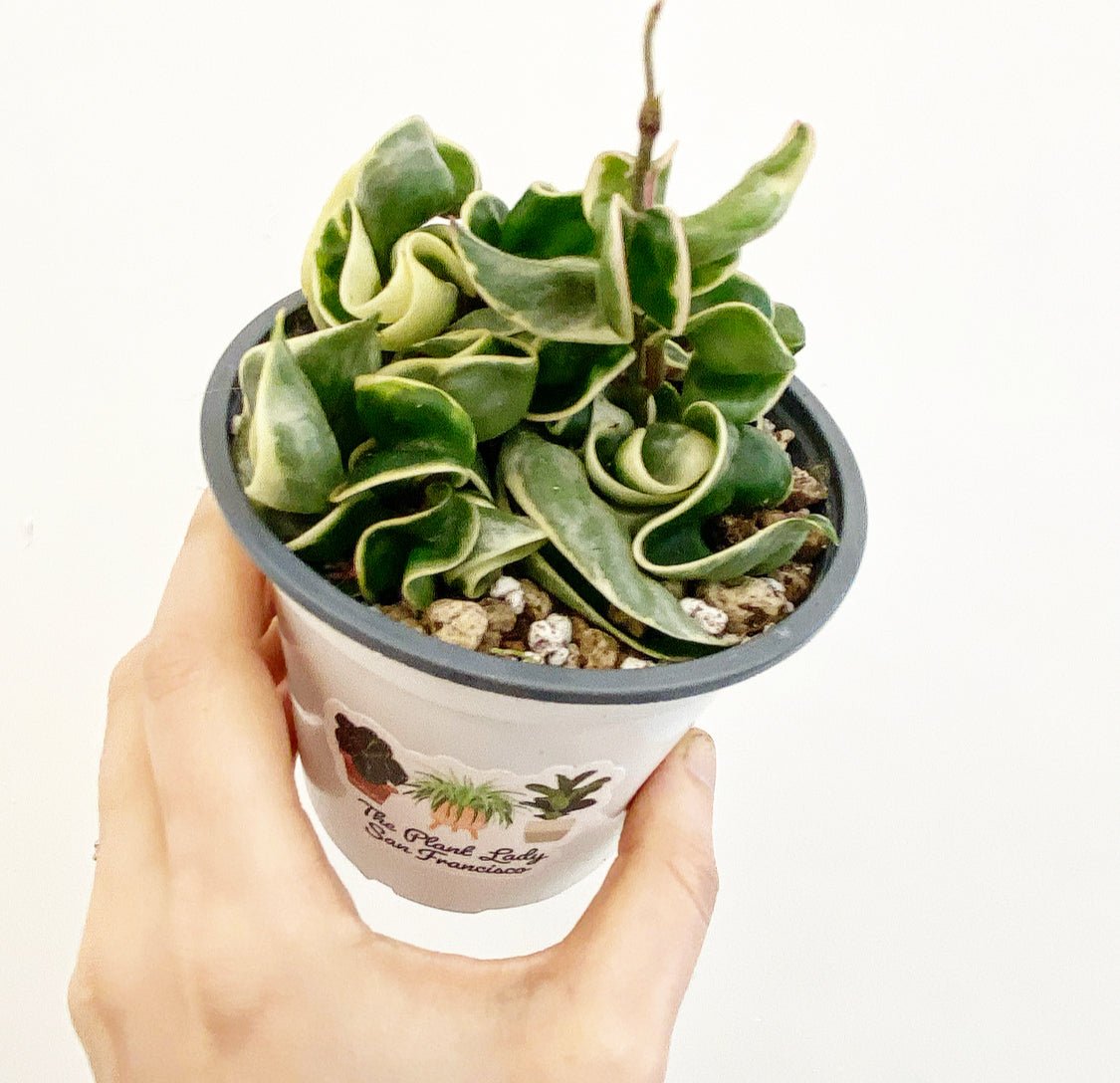 Hoya carnosa ‘Compacta Vareigata’ AKA variegated Hindu Rope Plant - The Plant Lady SF