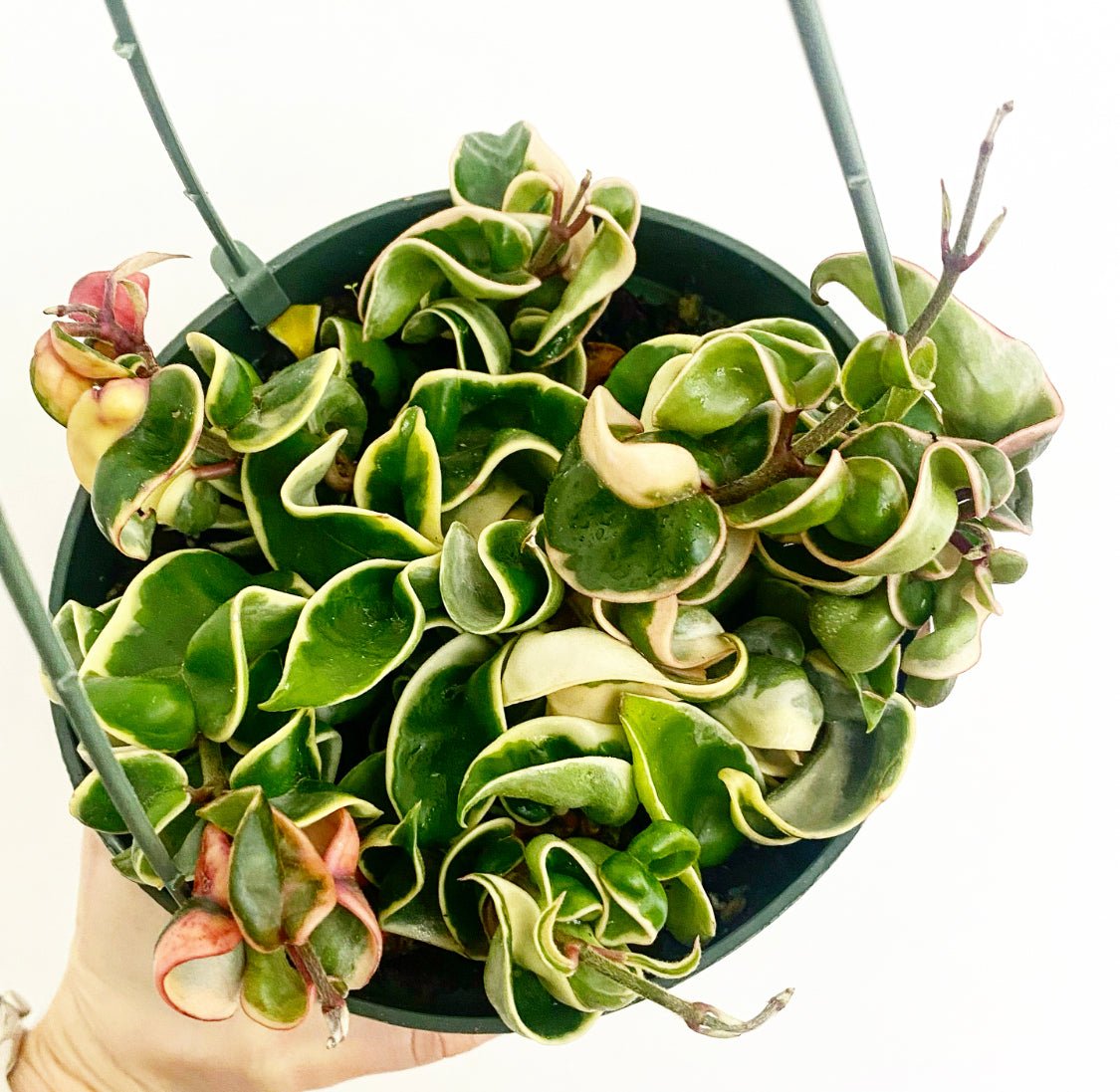 indian rope succulent Hoya carnosa 'Compacta Variegata' AKA variegated Hindu Rope Plant – The Plant Lady SF