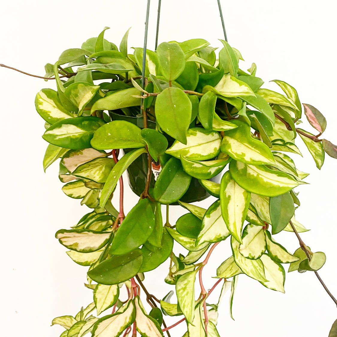 Hoya carnosa 'Krimson Princess' (also goes by 'Tricolor') - The Plant Lady SF