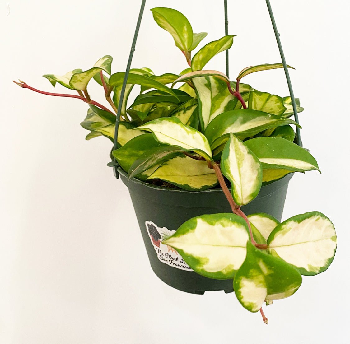 Hoya carnosa 'Krimson Princess' (also goes by 'Tricolor') - The Plant Lady SF