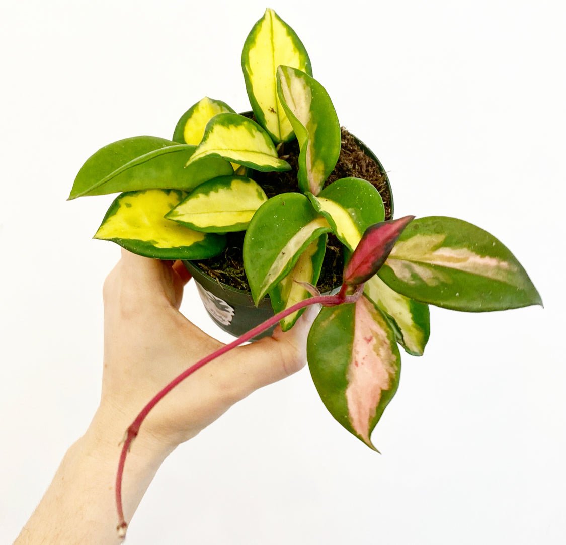 Hoya carnosa 'Krimson Princess' (also goes by 'Tricolor') - The Plant Lady SF