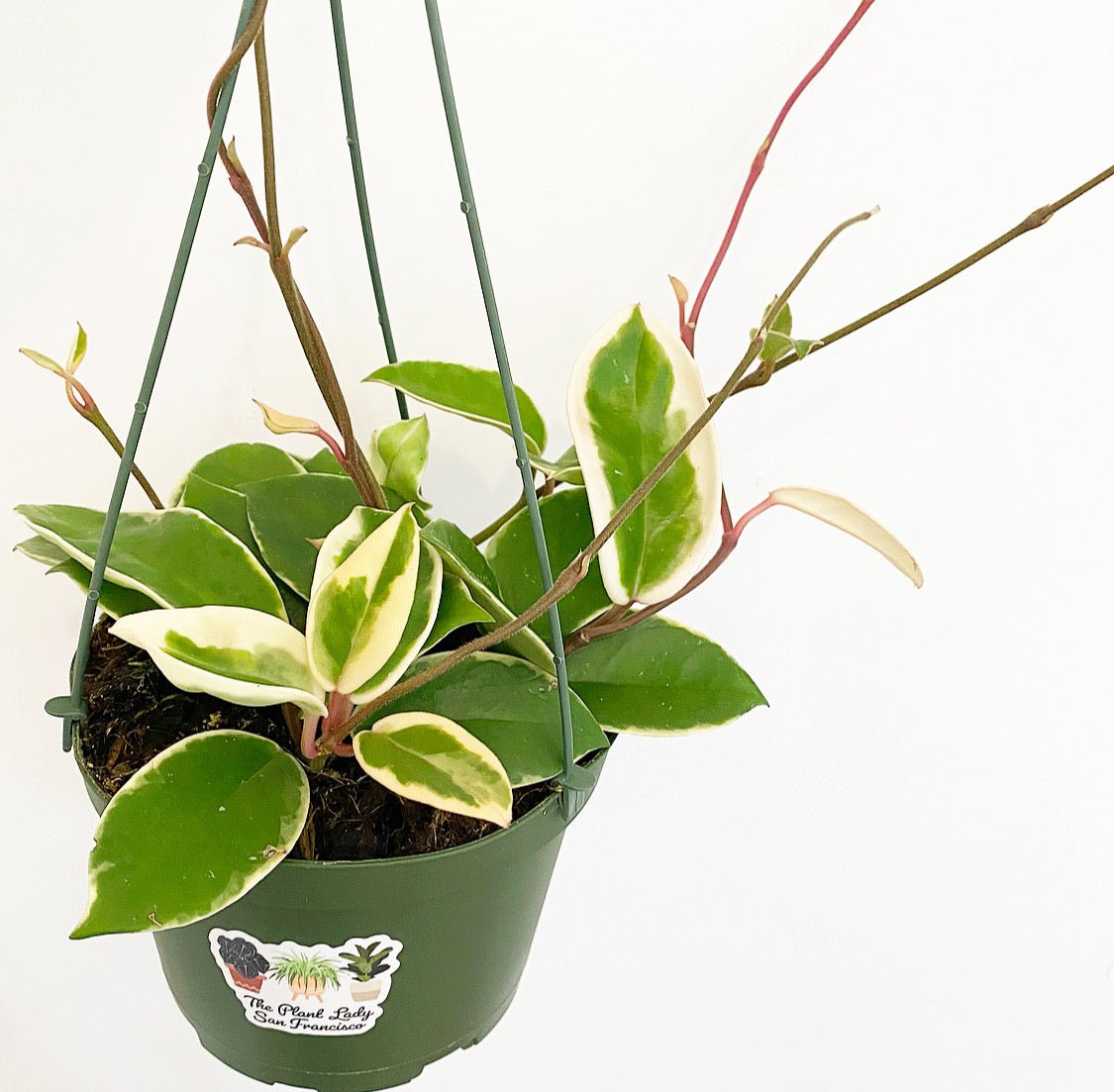 Hoya carnosa ‘Rubra’ AKA Krimson Queen - The Plant Lady SF