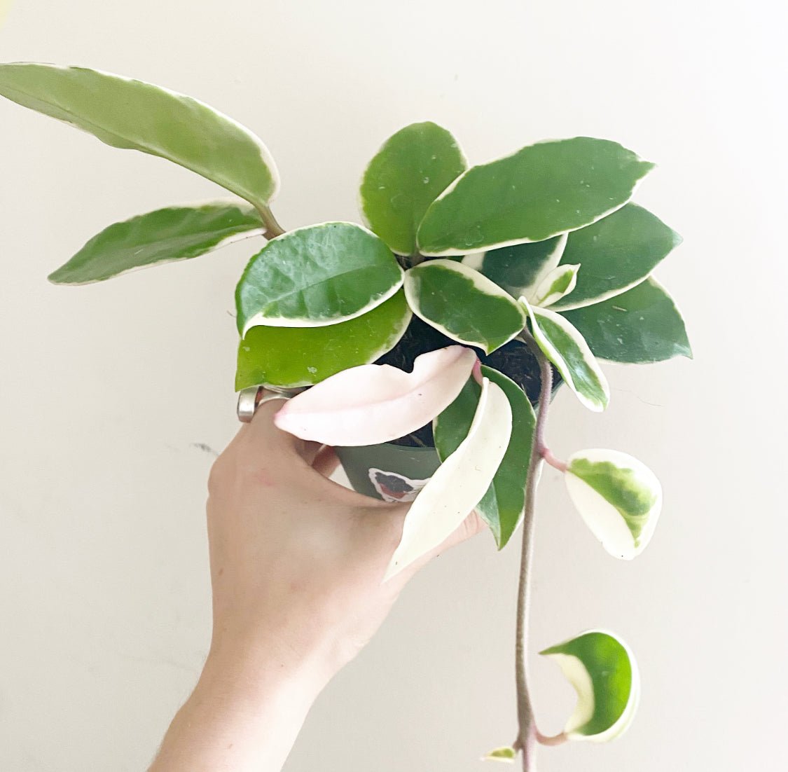 Hoya carnosa ‘Rubra’ AKA Krimson Queen - The Plant Lady SF