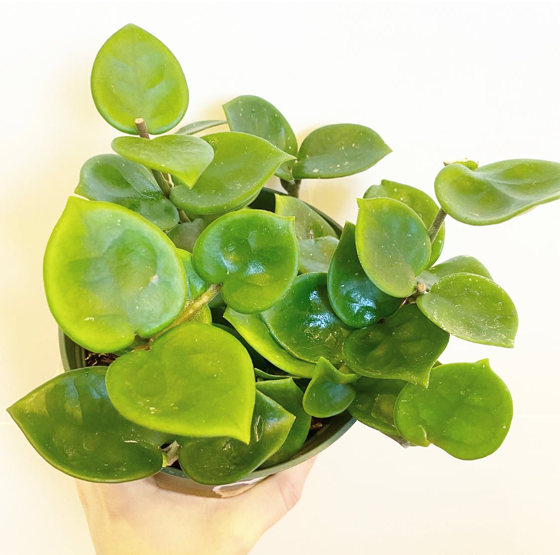 Hoya ‘Chelsea’ - The Plant Lady SF