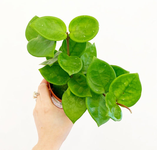 Hoya ‘Chelsea’ - The Plant Lady SF