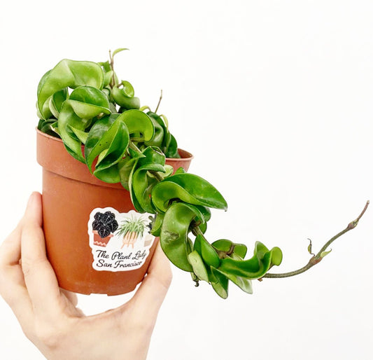 Hoya compacta - The Plant Lady SF
